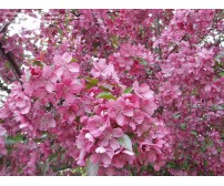 Malus Royalty - cu ghiveci 25 Litri